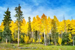Colorful Aspen Trees Cedar Breaks National Monument Utah USA