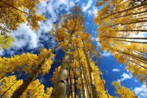 Gold yellow aspen forest in autumn with blue sky